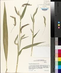 Image result for Cenchrus macrourus