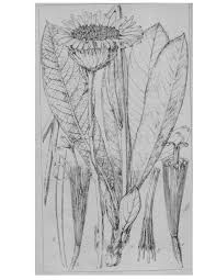 Image result for Hermannia boraginiflora