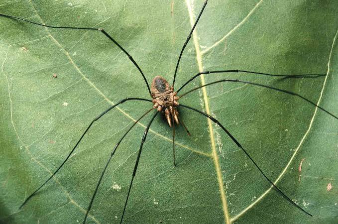 Daddy Longlegs: Order Opiliones