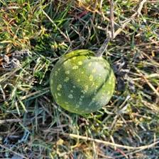 Image result for Cucumis myriocarpus