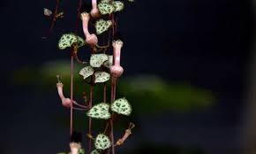 Go there (in the cerulean hills) to investigate his movements. Ceropegia Woodii Grow A String Of Hearts Epic Gardening