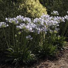 Image result for Agapanthus praecox