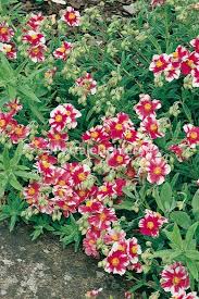 We did not find results for: Helianthemum Raspberry Ripple Piante Perenni Decorative