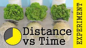Hydroponic farming is a relatively new way to grow plants that is becoming increasingly indoor hydroponic lettuce. Photoperiod Vs Intensity Ppfd Dli Experiment Hydroponic Lettuce Led Lights Youtube