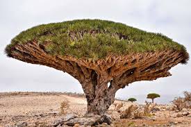 But it's also widely cultivated in temperate climates throughout the world. 10 Of The Most Magnificent Trees In The World