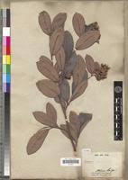 Image result for Tetracera boiviniana