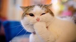 ‪Moment of Meow: Goofy Cats | National Geographic Kids‬‏