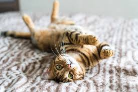 Bengal cats are so sought after, that a british woman paid over $50,000 for her bengal cat in 1990, dubbing them the rolls royce of feline companions. Bengal Catster