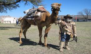 A sunset camel ride around the structures is a wonderful experience. Discover Camp Verde Home Of Historic U S Army Camel Corps