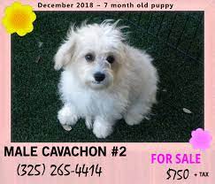 Maybe you would like to learn more about one of these? Bichon Cavachon Westie Puppies Posts Facebook