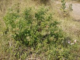 Image result for Pluchea ovalis