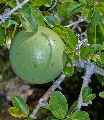 Image result for Strychnos innocua