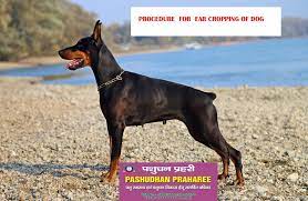 However, there is no data supporting the it is illegal to crop a dog's ears in connecticut, maryland, new hampshire, new york and pennsylvania, unless done by a. Procedure For Ear Cropping Of Dog Pashudhan Praharee