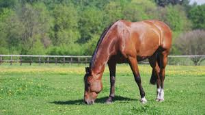 Caballo, Equino, Melena