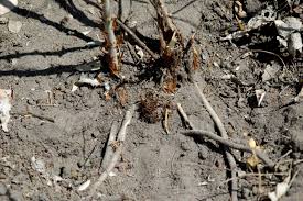 Image result for Asparagus krebsianus