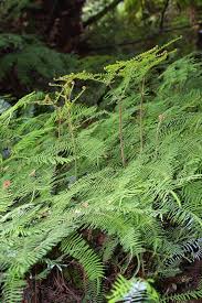 Image result for Gleichenia elongata