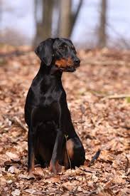 Black And Tan Dog Breeds List Meet The Fire Hound In 2020 Hound Dog Puppies Hound Puppies Dog Breeds Medium