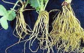 Bahkan, diameter akar tunggangnya juga bisa mencapai 10 hingga 20 cm. 17 Contoh Tumbuhan Berakar Serabut Dan Penjelasannya Sdit Cahaya Insani Temanggung