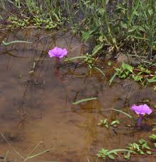 Image result for Ipomoea venosa