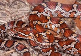 But, once they find delicious, easy food in the form of chicken eggs, it is hard to resist. Red Cornsnake Florida Snake Id Guide