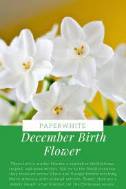 Welcome To December If You Were Born During This Month Your Birth Flower Is The Narcissus Specifical December Birth Flower Birth Flowers Birth Month Flowers