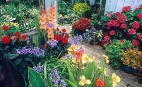 Jual bibit flamboyan, bibit bunga hias harga murah #jualbibitflamboyan #bibitflamboyan #bibitbungahias #jualbungahias bunga matahari. Jual Bibit Tanaman Hias Murah Kembang Taman