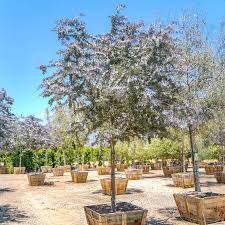 Image result for Acacia montigena