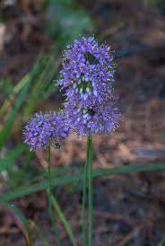 Image result for Dioscorea asteriscus