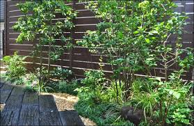 植木を選ぶ4つのポイントを解説 庭木におすすめな種類の特徴 植栽実例解説 千葉県 東京都の造園 植栽 庭施工 造園業専門店 新美園