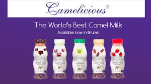 Its total protein content is more than that of milk from other sources. Camelicious Brunei Camelicious Fresh Camel Milk Available In Brunei Darussalam