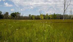 We did not find results for: Kickapoo Woods Forest Preserves Of Cook County