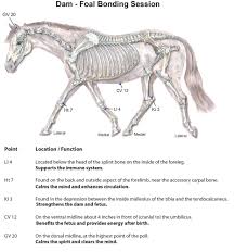 Acupressure For Mare Foal Connection Equine Wellness Magazine