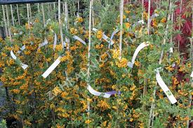 Image result for Pyracantha coccinea golden charmer