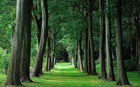 Background High Resolution Forest Tree Wallpaper Backgrounds Tree Wallpaper Green Trees