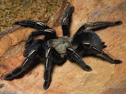 Impressionnant On Ne Voit Plus Le Compteur Derriere Cette Araignee Monstrueuse Image Araignee Insecte Araignee Photo Araignee