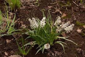 Image result for Schizocarphus nervosus