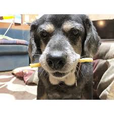だから食べてないって 写真で一言 犬 さくら店長 好物 おやつ dogs animals