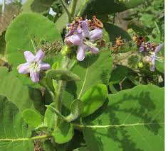 Image result for Wigandia urens