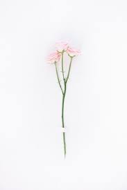 Pin By Ashley Berry On Fondos Floral Background Flower Wallpaper Single Flower