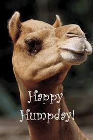 This camel lived in the middle of the howling desert because he did not want to work. 140 Hump Day Ideas Hump Day Hump Day Humor Wednesday Hump Day