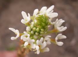 Image result for Hebenstretia