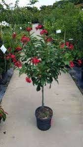 Image result for Jatropha campestris