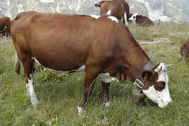 A lot of individuals admittedly had a hard t. Old Macdonald Had A Farm 10 Questions