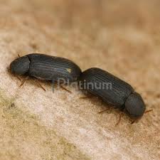 Woodworm in the UK: Species, Risks, Lifecycle & Treatments Guide – Platinum Chemicals
