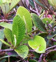 Image result for Tetracera boiviniana