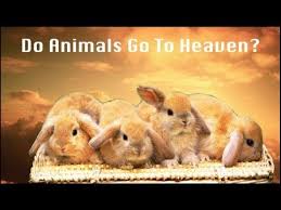 Do Animals Go To Heaven Quotes From The Bible Proving Animals Will Be In Heaven Animals Dog Person Pet Loss
