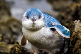 Who says penguins can't fly? Adorable Baby Blue Penguin Aww