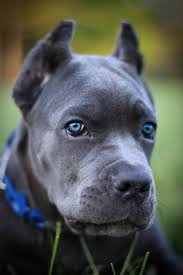 Black Blue Cane Corso Puppies For Sale Pictures Of Puppy Dogs Puppy Dog Pictures Dog Breeds Dogs