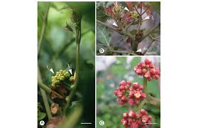 Image result for Leea guineensis
