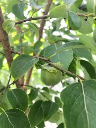 If it is sandy, amend with organic compost. Is This A Fruit Tree This Is Randomly Growing In My Yard It S Full Of What Look Like Fruit Buds Plantid